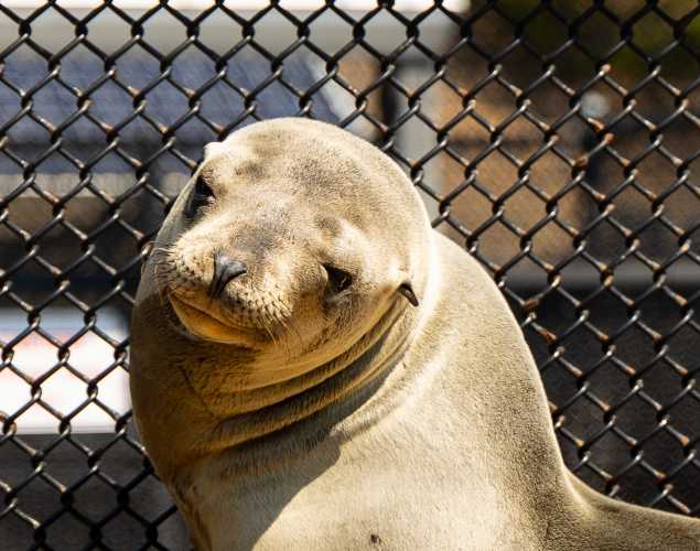 California sea lion Branches