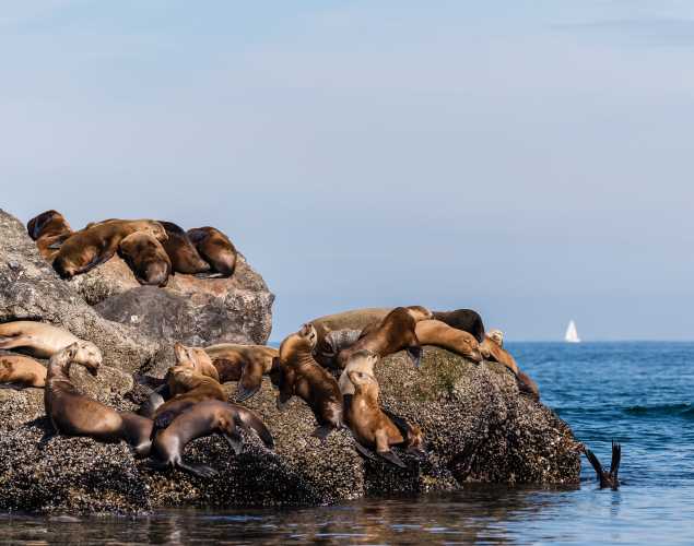 California sea lions on rock