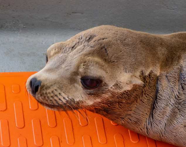 California sea lion Hydrangea