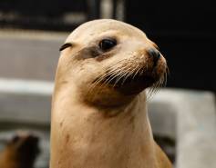 California sea lion