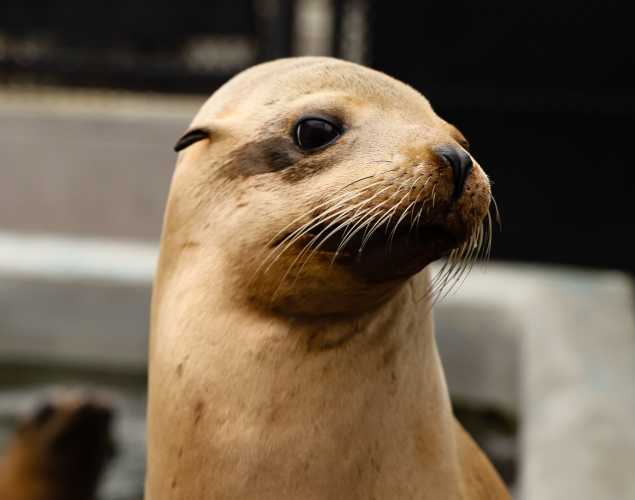 California sea lion