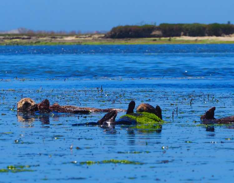 Several sea otters float in Elkhorn Slough in Moss Landing surrounded by eelgrass.
