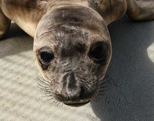 northern elephant seal Fenton