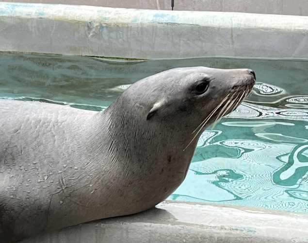 California sea lion Ambassador