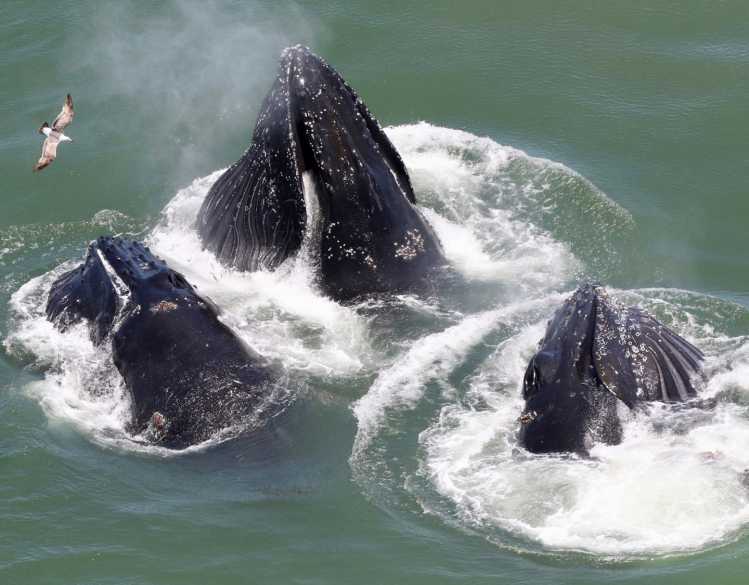 humpback whales feeding