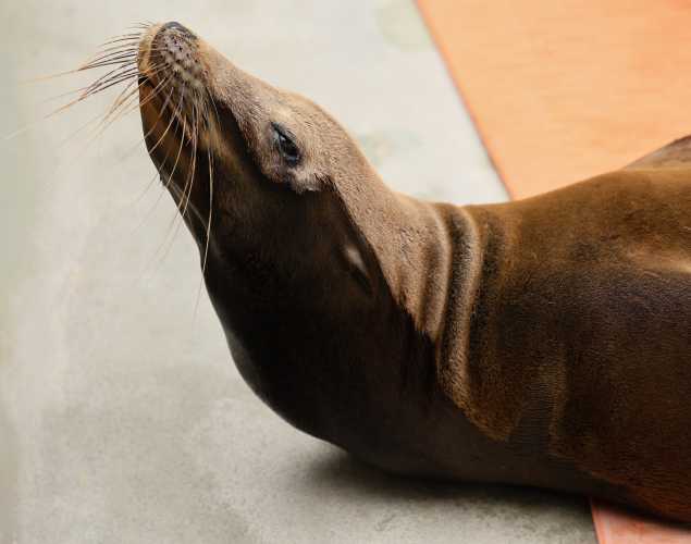 California sea lion Murohku