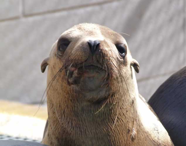 California sea lion Crevice