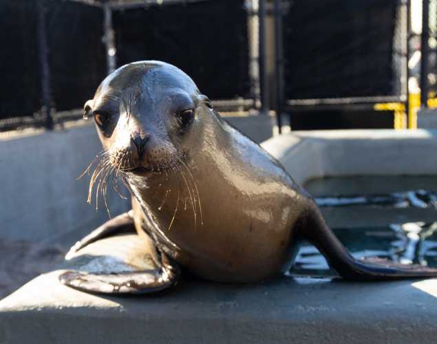 California sea lion, Coot