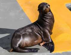 California sea lion