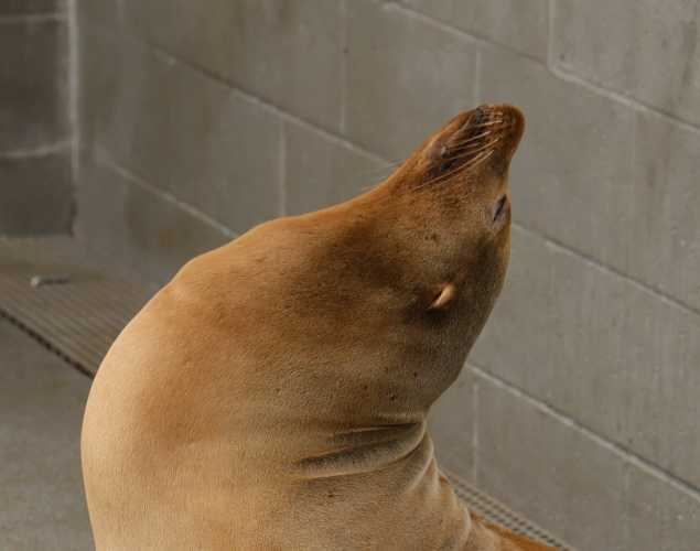 California sea lion Jayce
