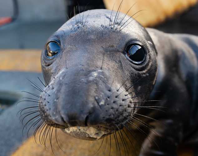 northern elephant seal Deimos