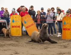 two California sea lions are released in front of a crowd of people