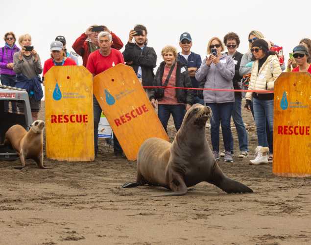 two California sea lions are released in front of a crowd of people