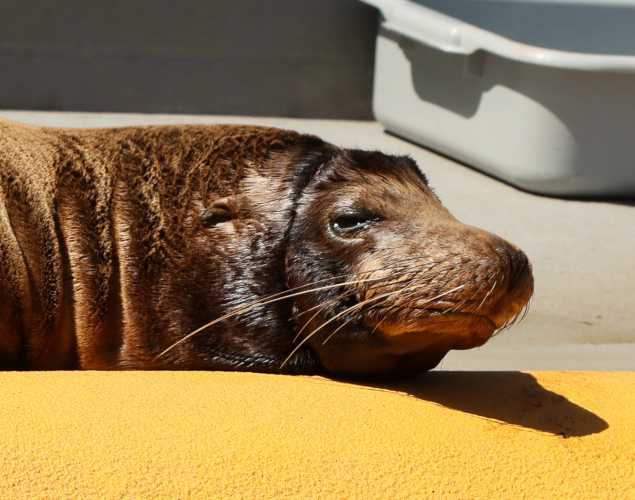 California sea lion Latte