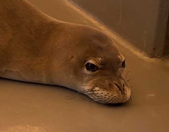 Hawaiian monk seal RS10