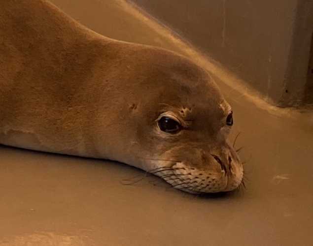 Hawaiian monk seal RS10