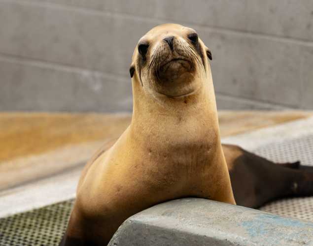 hanson california sea lion