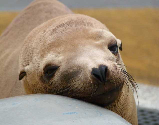 California sea lion Toughy