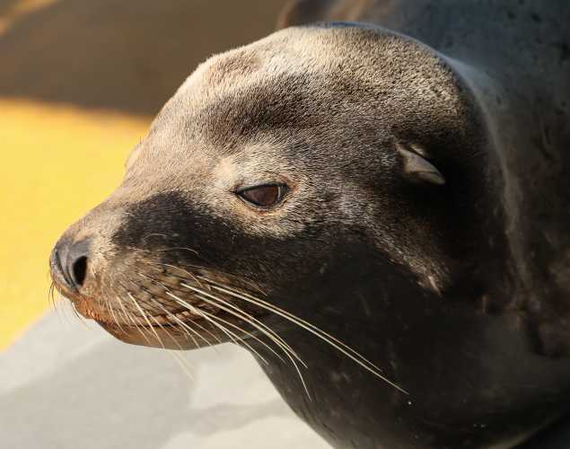 California sea lion Bonanza