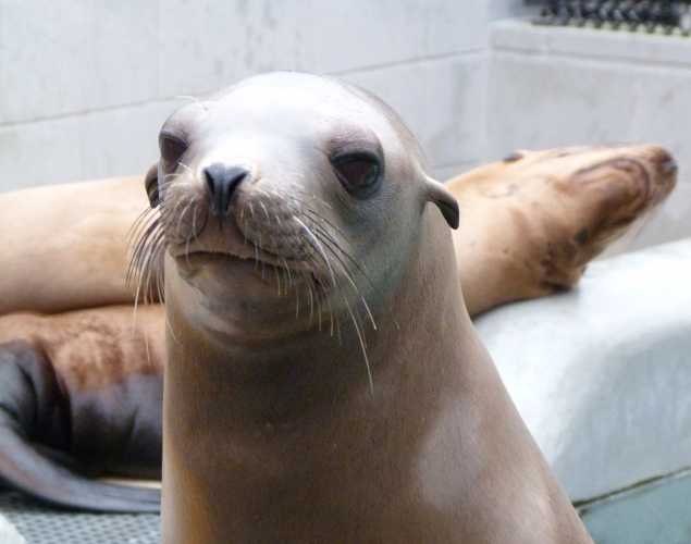 California sea lion Tonoahs