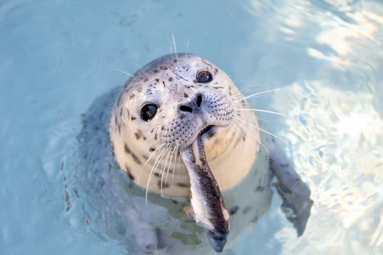 A harbor seal eats herring fish in the water.