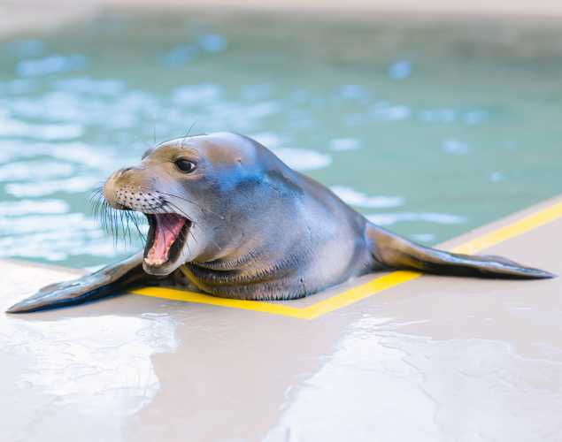 Hawaiian monk seal Akulikuli