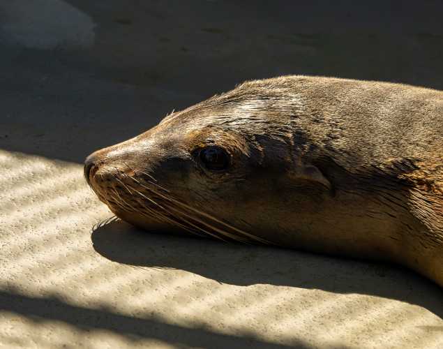 California sea lion Thornton