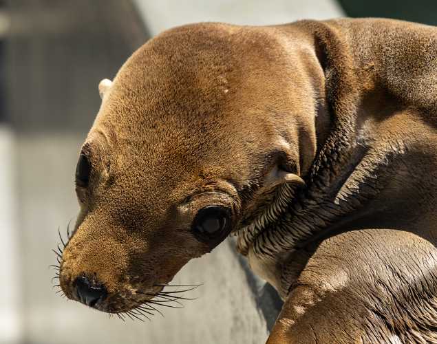 California sea lion Onstage