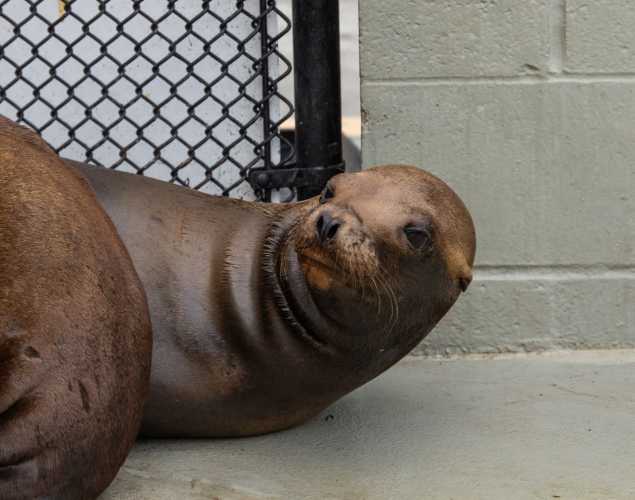 california sea lion seawolf