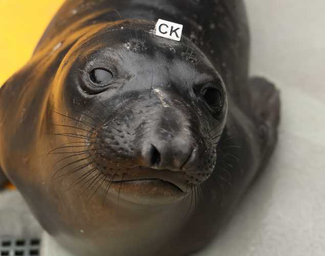 northern elephant seal Kiki