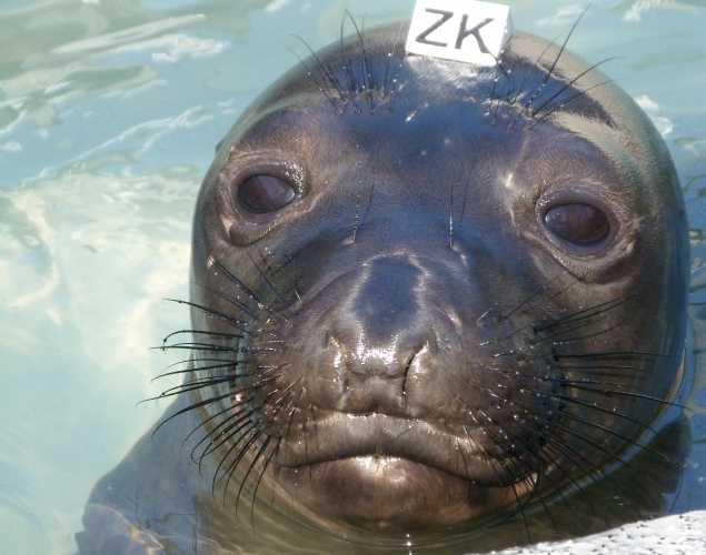 elephant seal Islarry