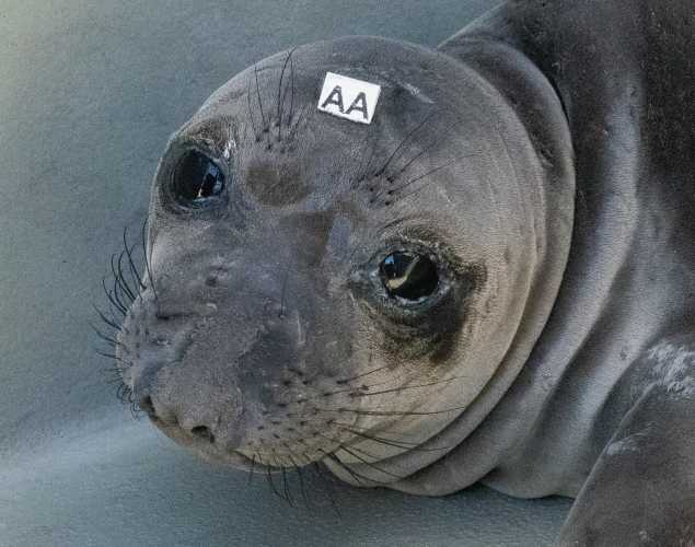 northern elephant seal Bilbao