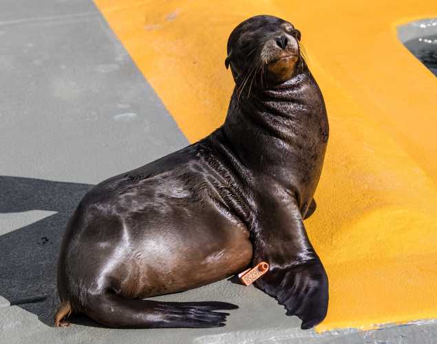 California sea lion Boycrus
