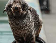 Northern fur seal