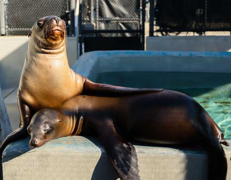 A Steller sea lion and California sea lion rest outside of a rehabilitation pool.