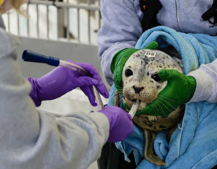 Two animal care volunteers hold a harbor seal pup with a feeding tube in its mouth.