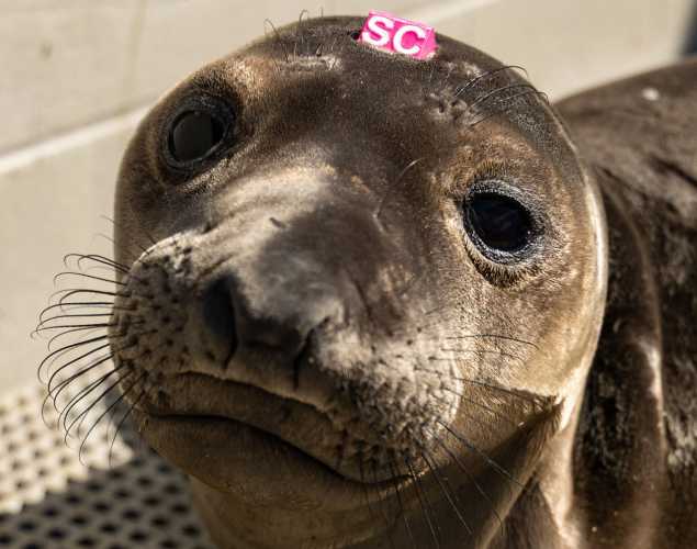 Northern elephant seal pup
