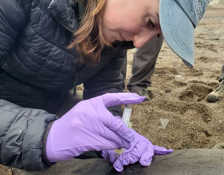 A researcher on a beach uses a syringe to collect a blood sample from an elephant seal.
