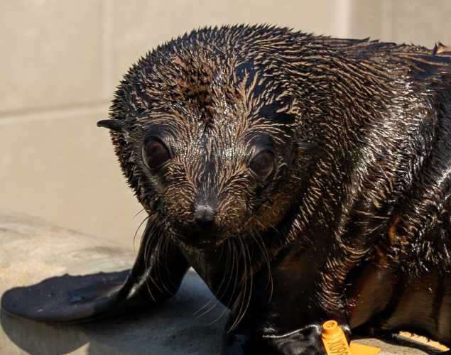 guadalupe fur seal adelie