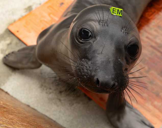northern elephant seal Lumpie