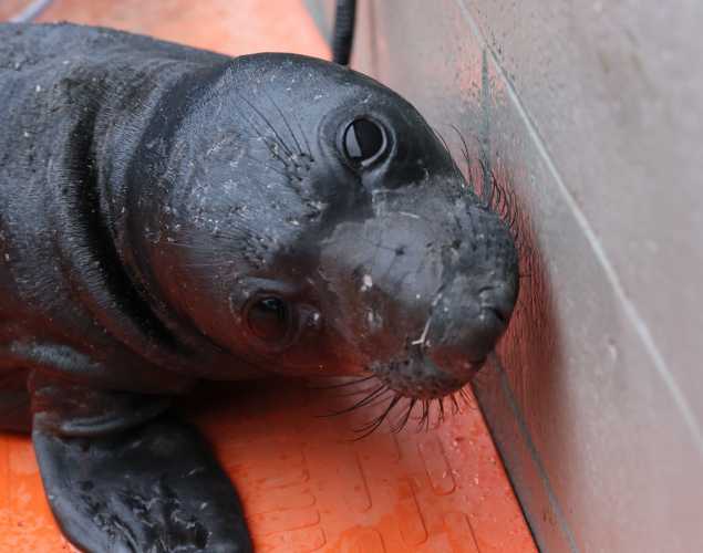 northern elephant seal Daffyren