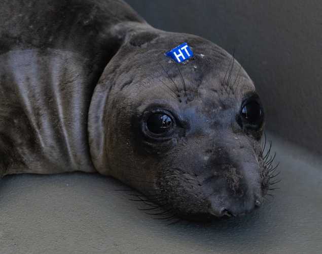 northern elephant seal Thumbprint