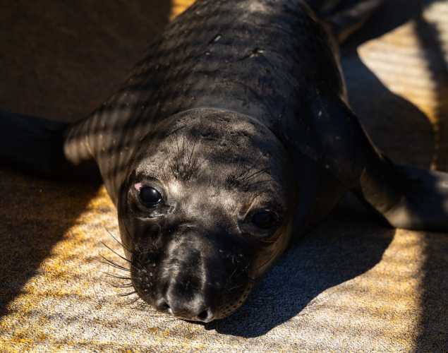 Northern elephant seal pup