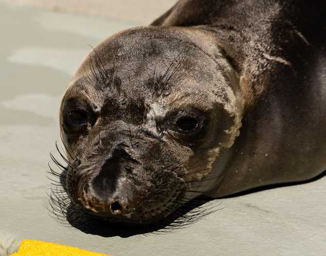 northern elephant seal Siberian