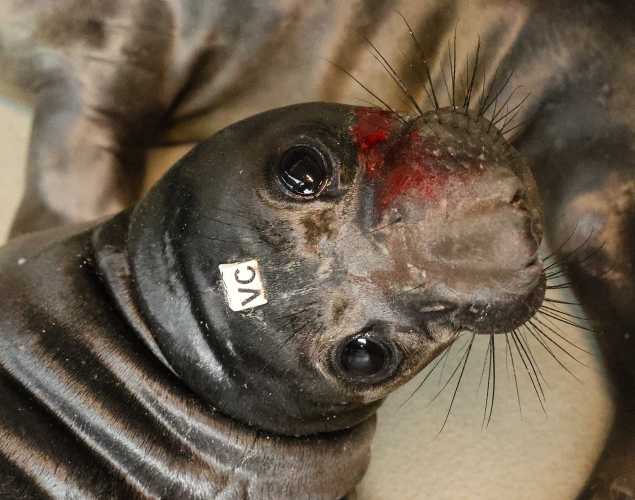 northern elephant seal Cabbage