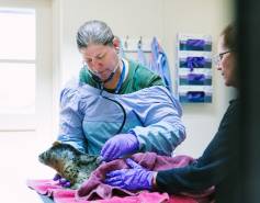 Dr Cara Field conducting an exam on a harbor seal pup