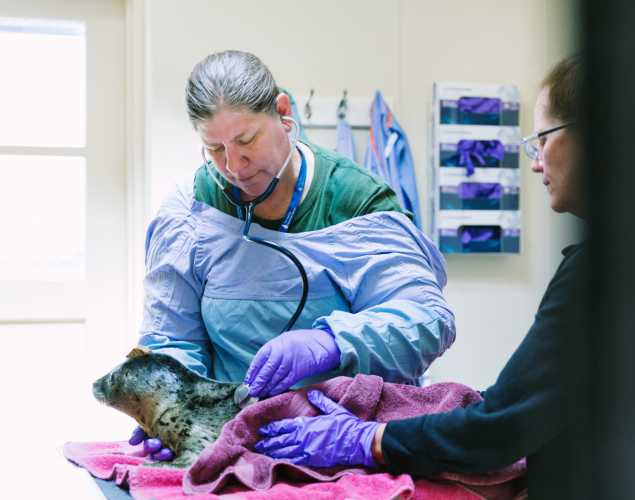 Dr Cara Field conducting an exam on a harbor seal pup