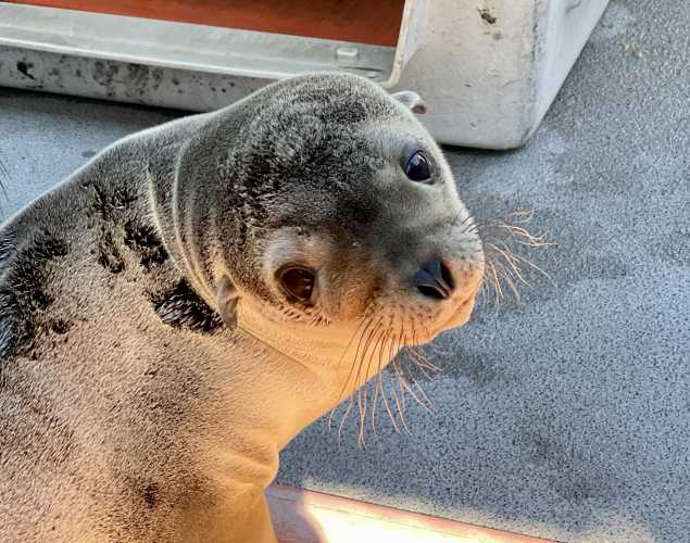 California sea lion Ziti