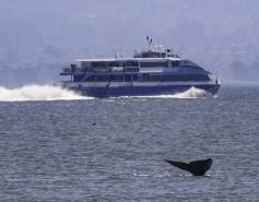 whale tail above the water with a ship in the distance