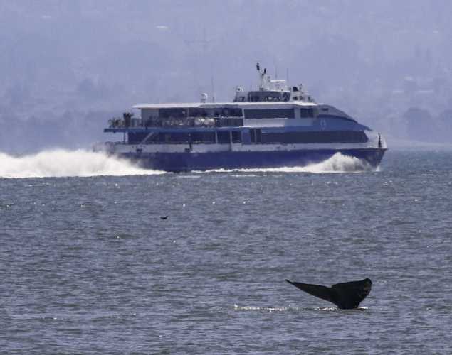 whale tail above the water with a ship in the distance